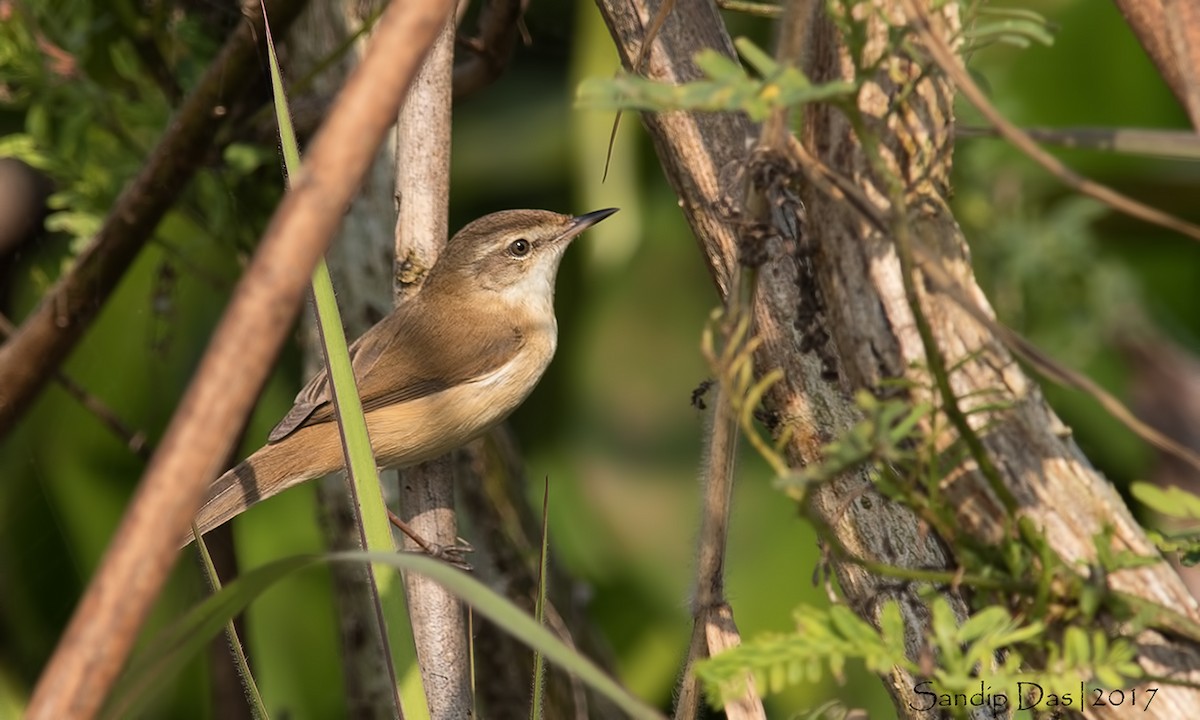 Paddyfield Warbler - ML99381011