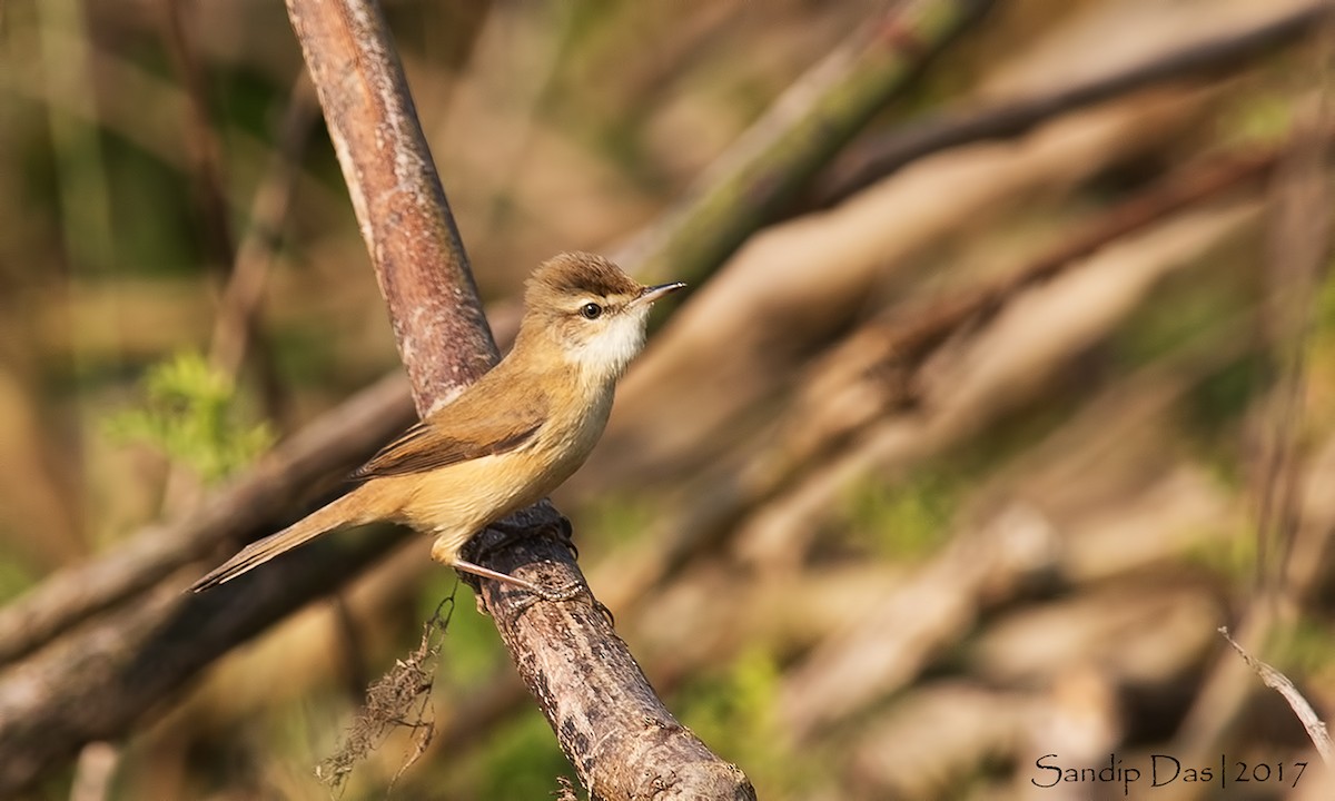 Paddyfield Warbler - ML99381021