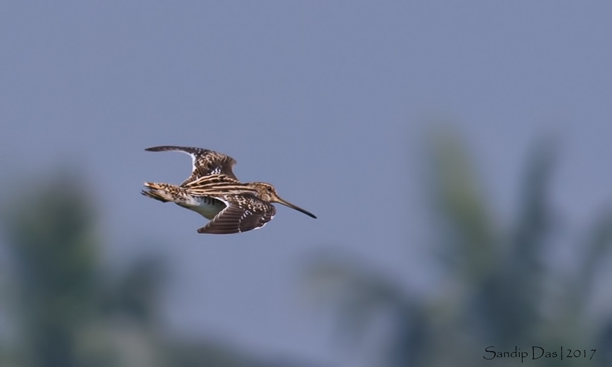 Common Snipe - ML99381081