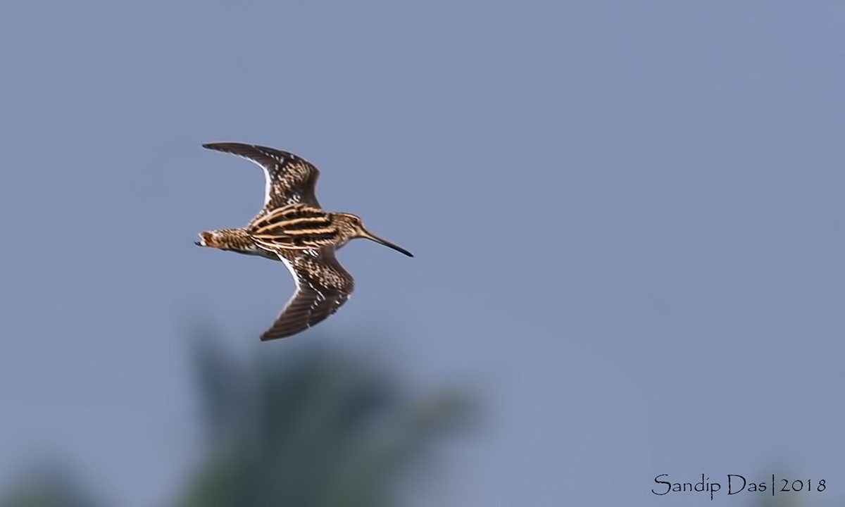 Common Snipe - ML99381091