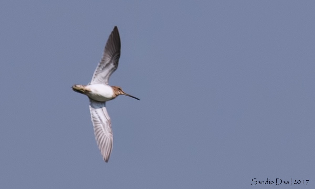 Common Snipe - Sandip Das