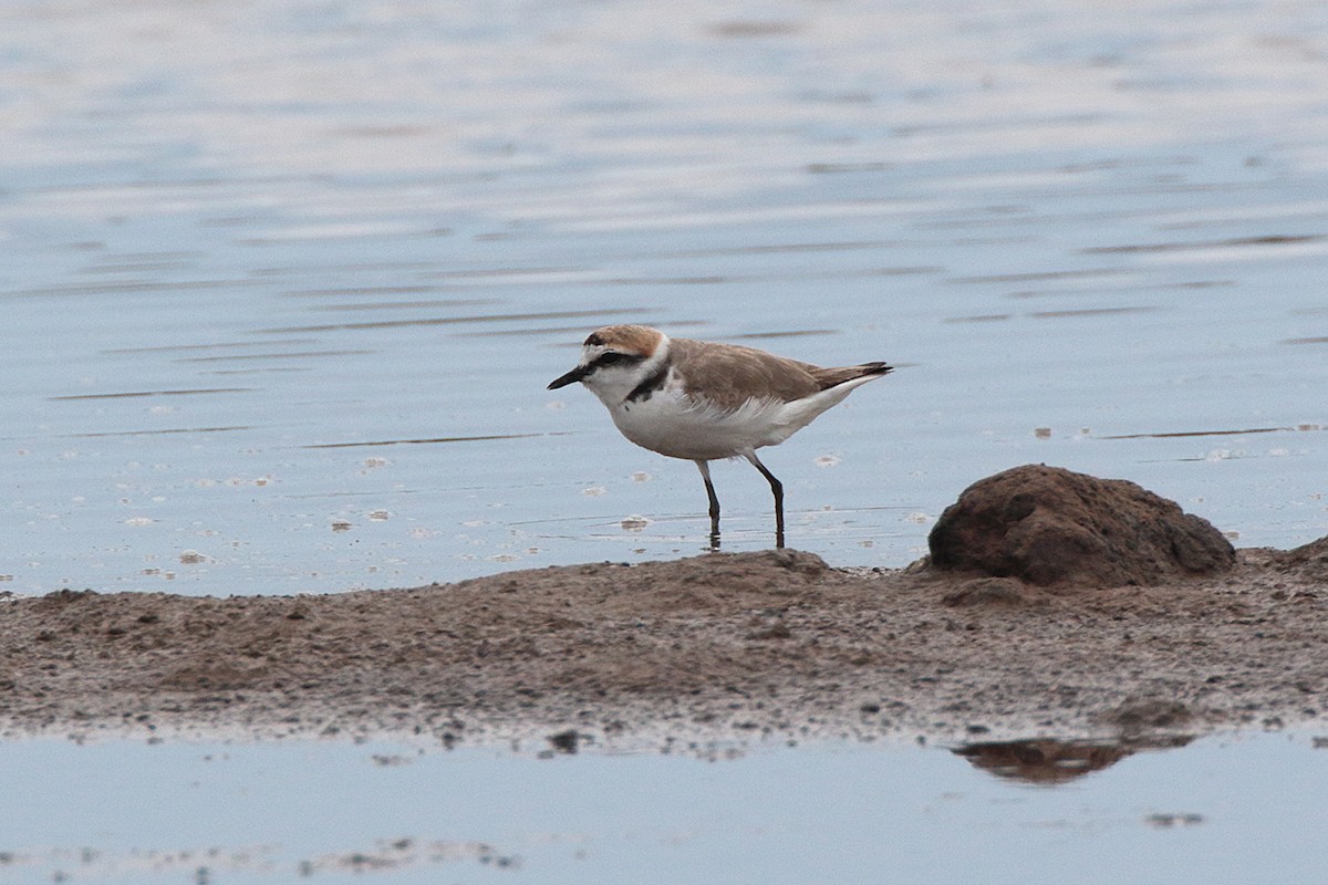 Kentish Plover - ML99381491