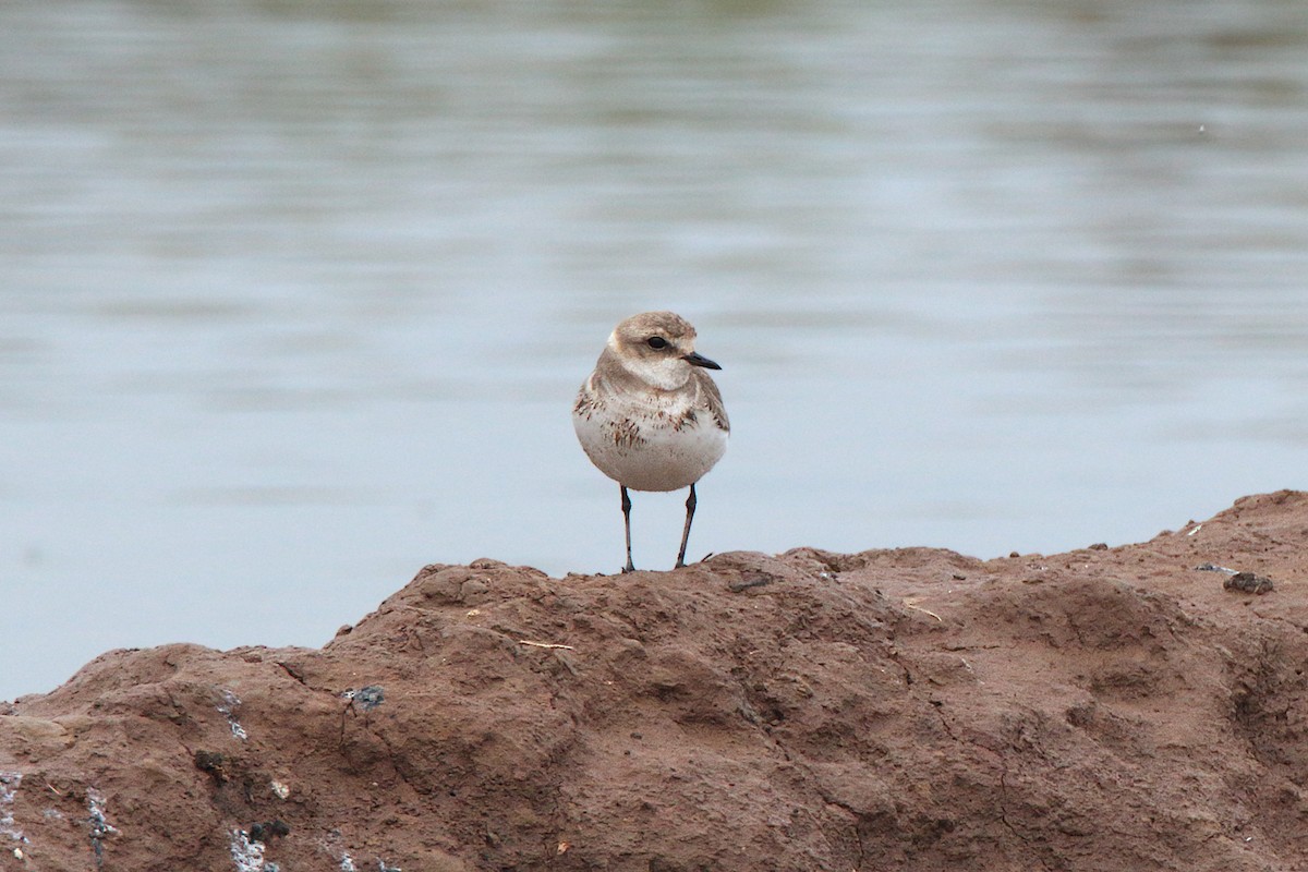 Kentish Plover - ML99381511