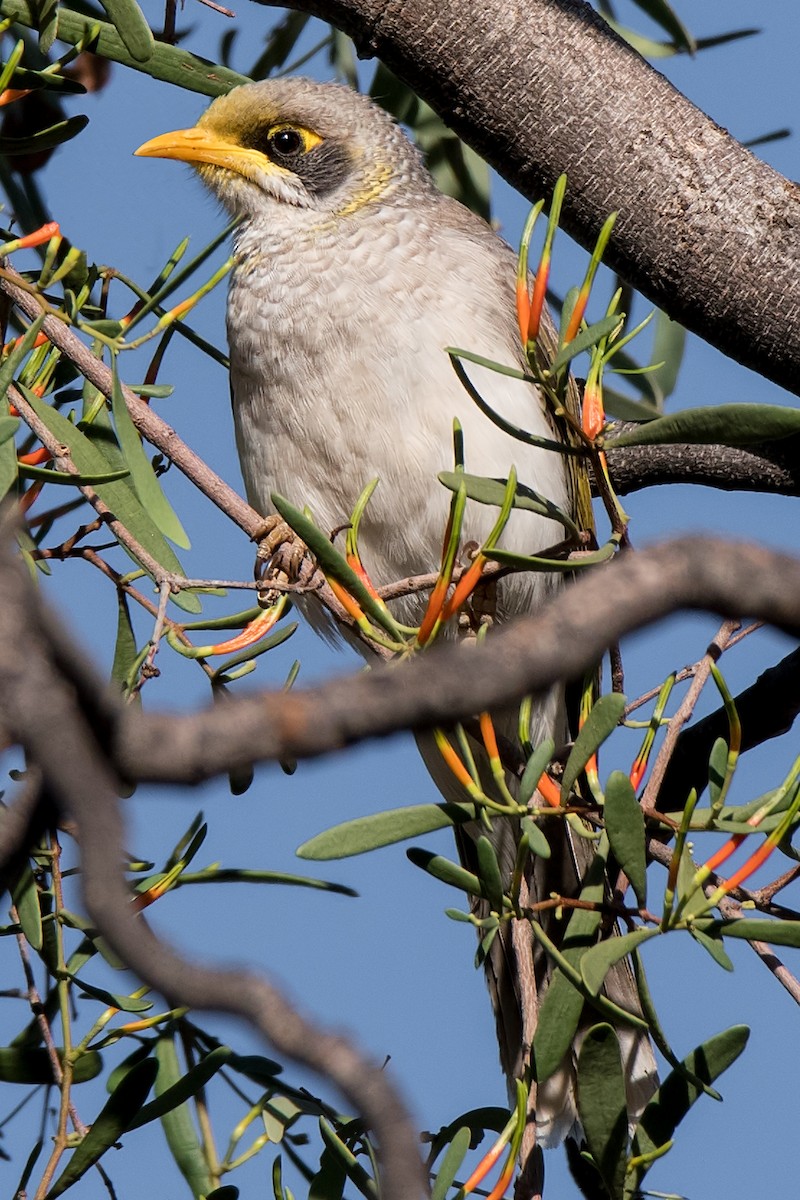 Yellow-throated Miner - Hayley Alexander