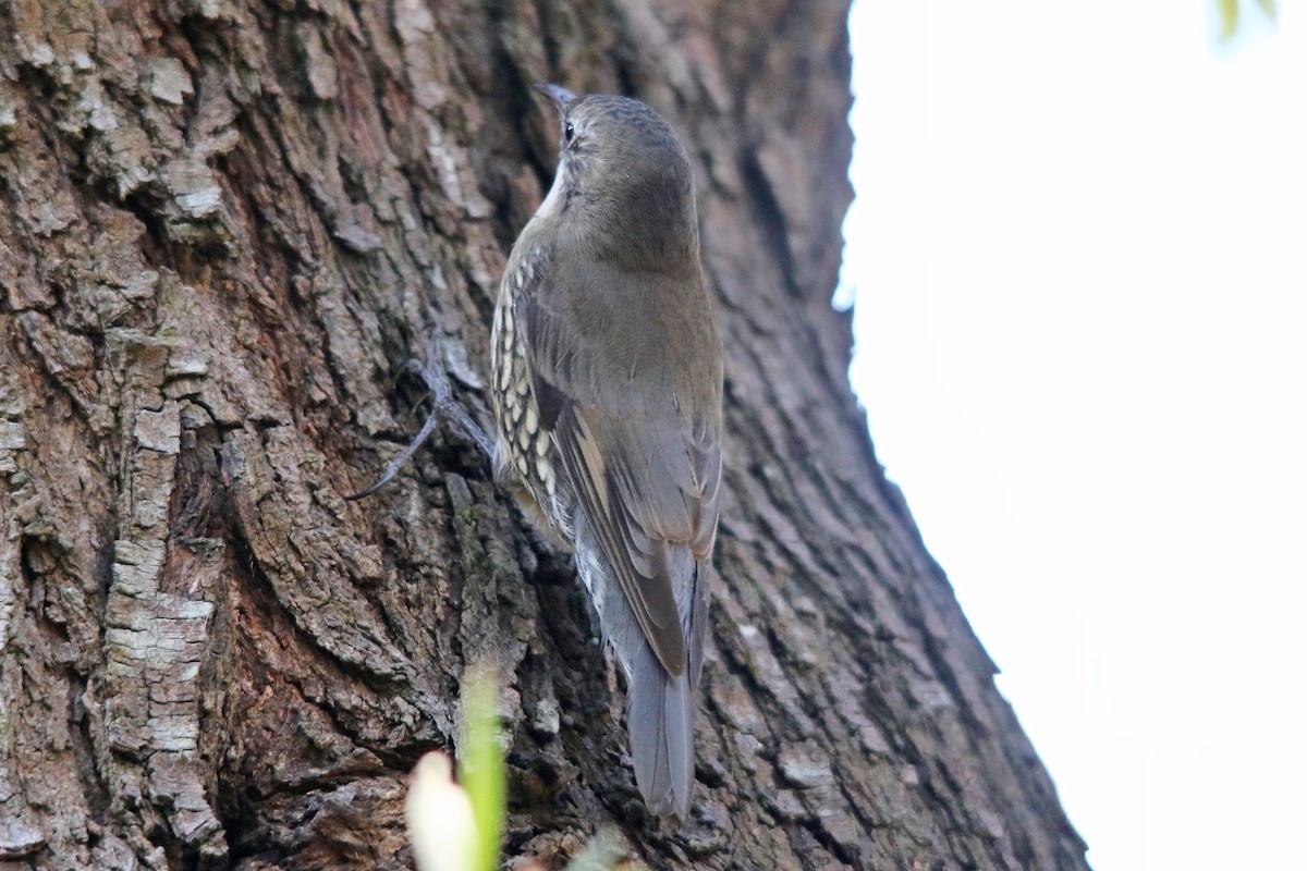 White-throated Treecreeper - Alan Atkinson