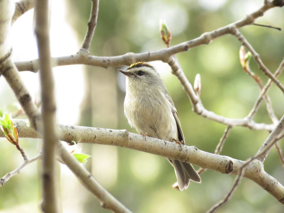 Golden-crowned Kinglet - ML99384041