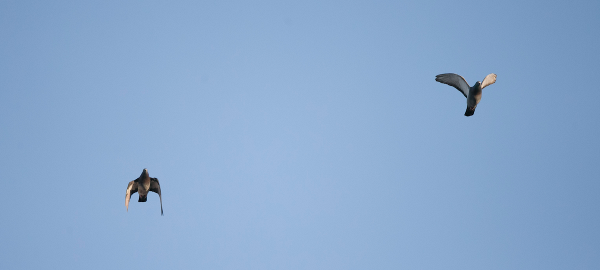 Rock Pigeon (Feral Pigeon) - ML99384321