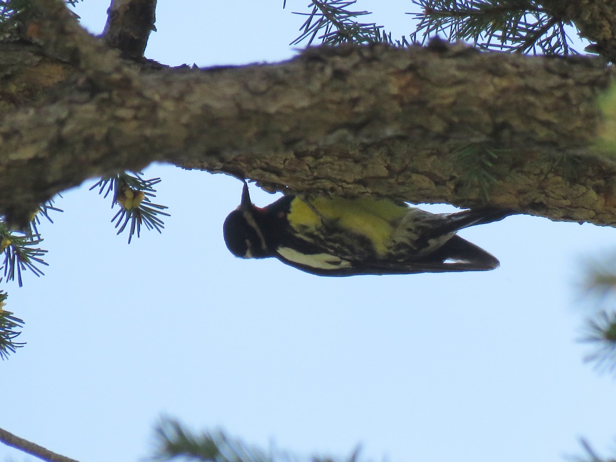 Williamson's Sapsucker - ML99384451