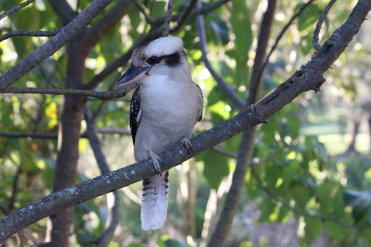 Laughing Kookaburra - ML99385761