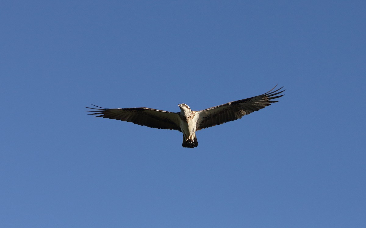 Osprey - ML99385771