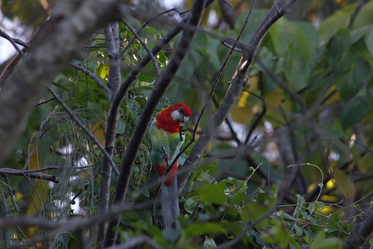 Eastern Rosella - ML99385871