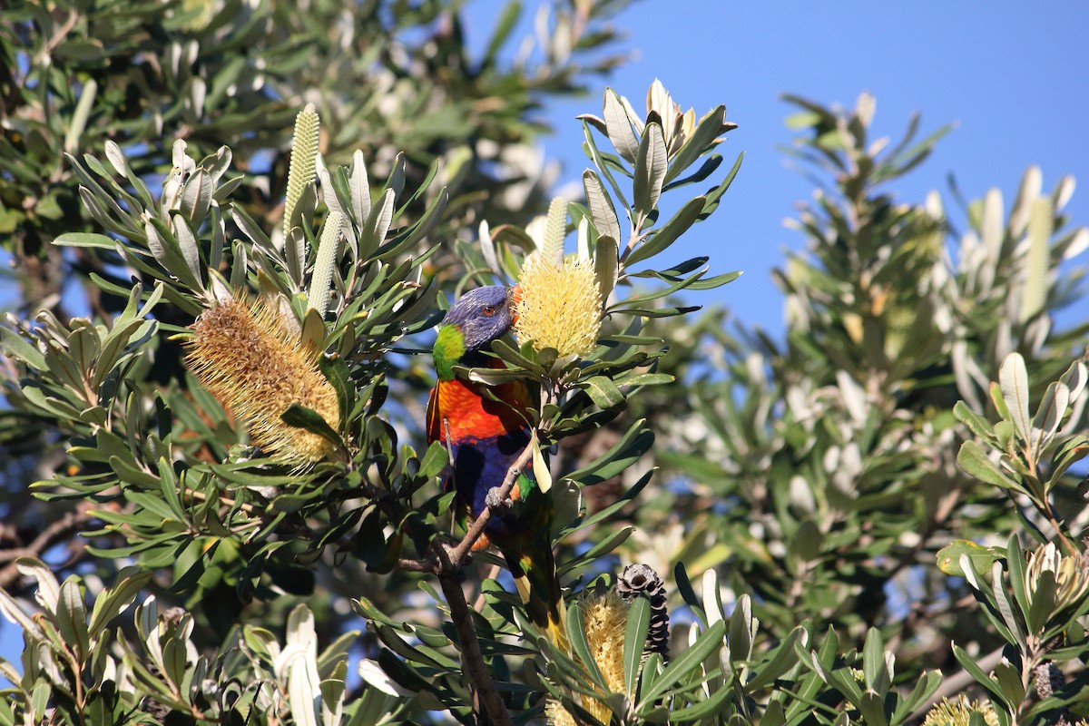 Rainbow Lorikeet - ML99385921