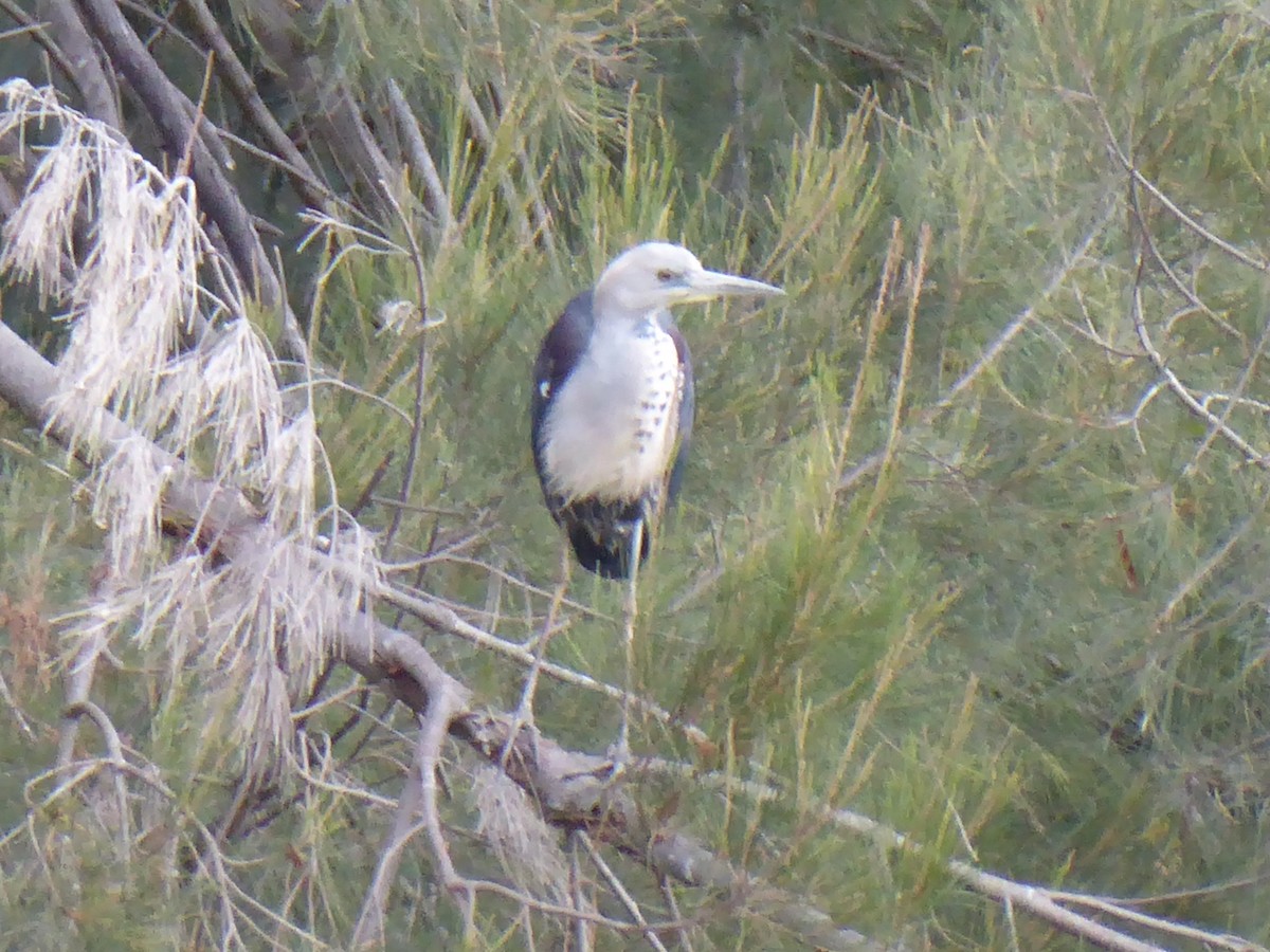 Garza Cuelliblanca - ML99386341