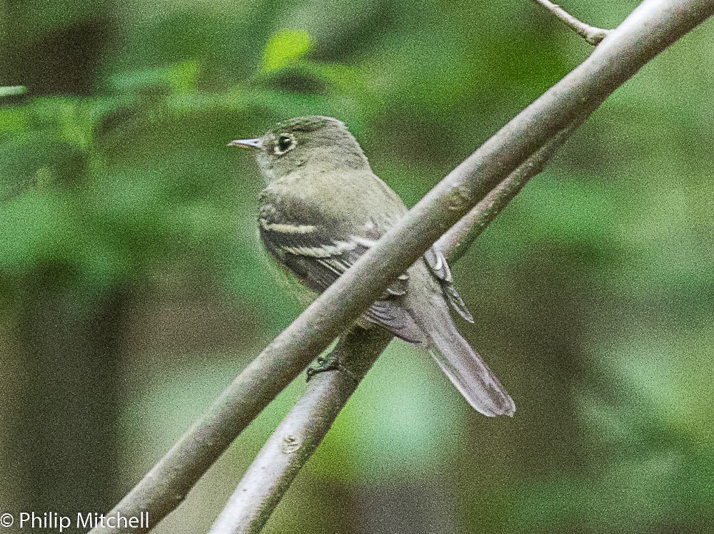 Acadian Flycatcher - ML99386701