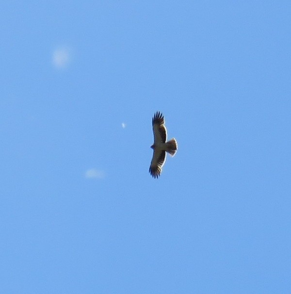 Booted Eagle - ML99388761