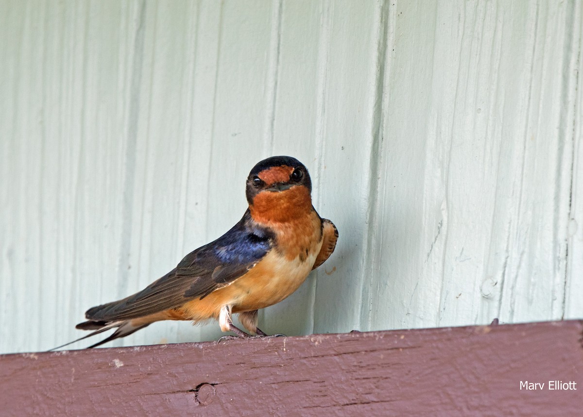 Barn Swallow - ML99389021