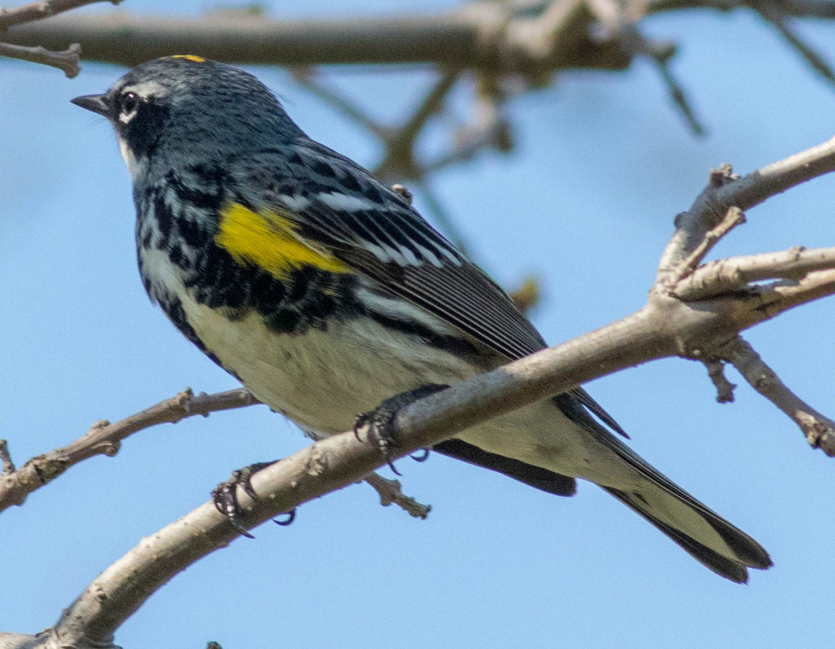 Yellow-rumped Warbler - ML99390851