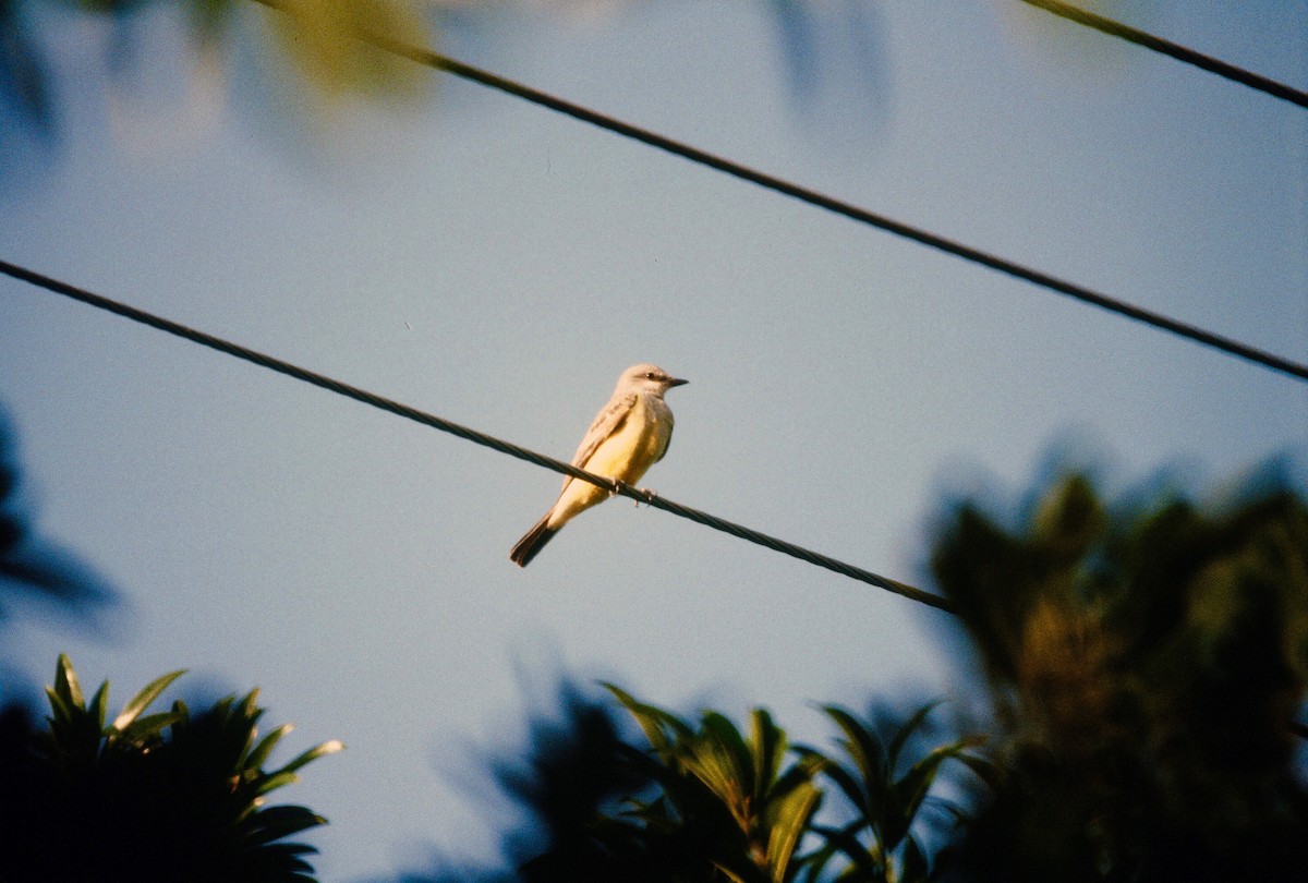 Western Kingbird - ML99391631