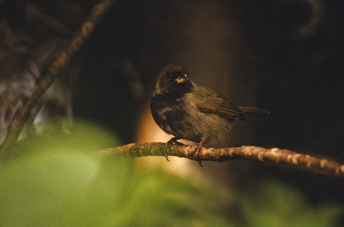 Black-faced Grassquit - ML99391971