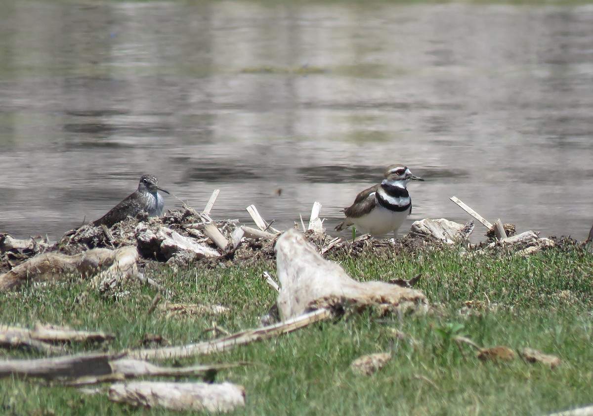 Solitary Sandpiper - ML99392271
