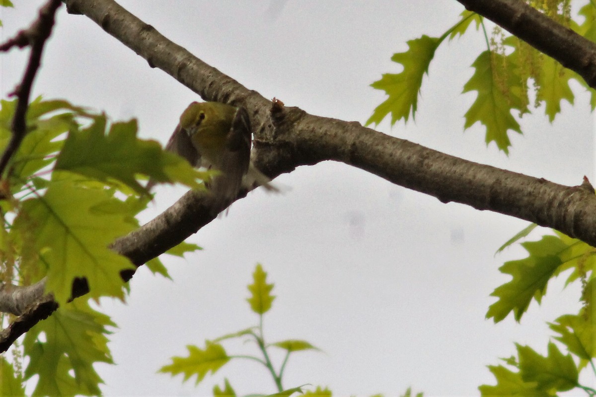 Yellow-throated Vireo - ML99392751