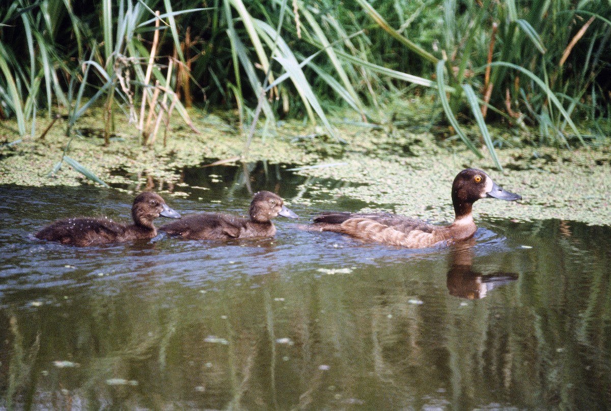 Greater Scaup - ML99393361