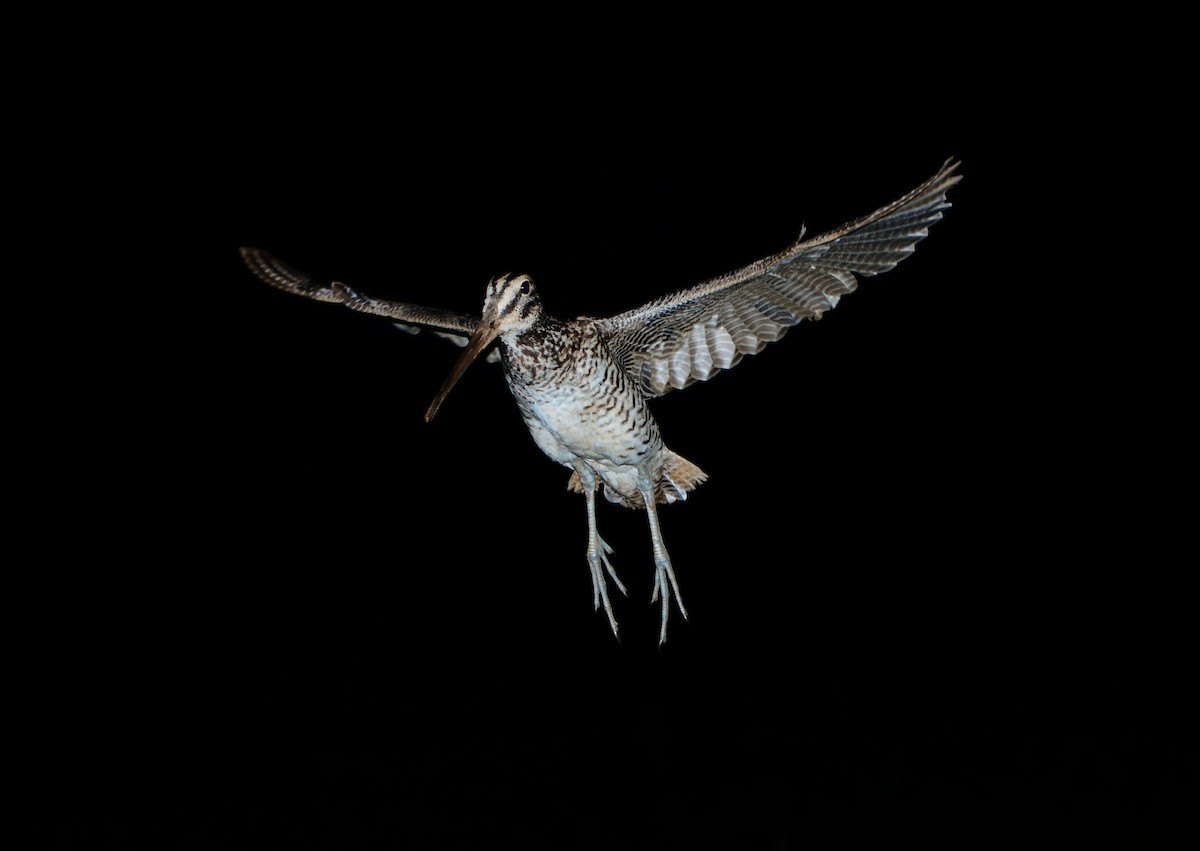 Giant Snipe - Gustavo Araújo