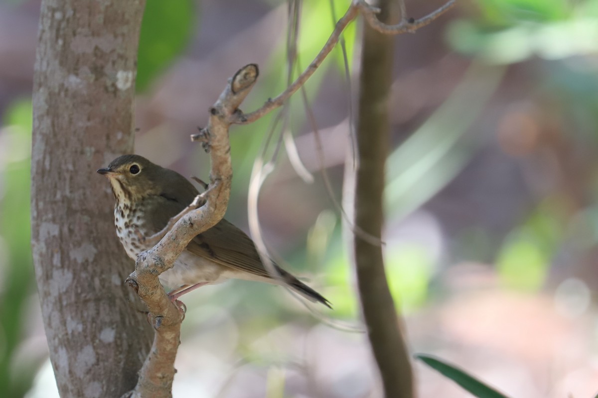 Swainson's Thrush - ML99396221