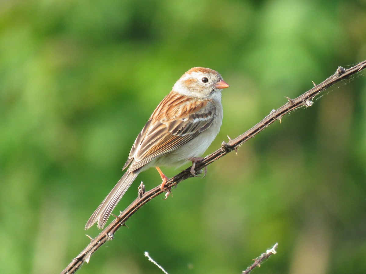 Field Sparrow - ML99397361