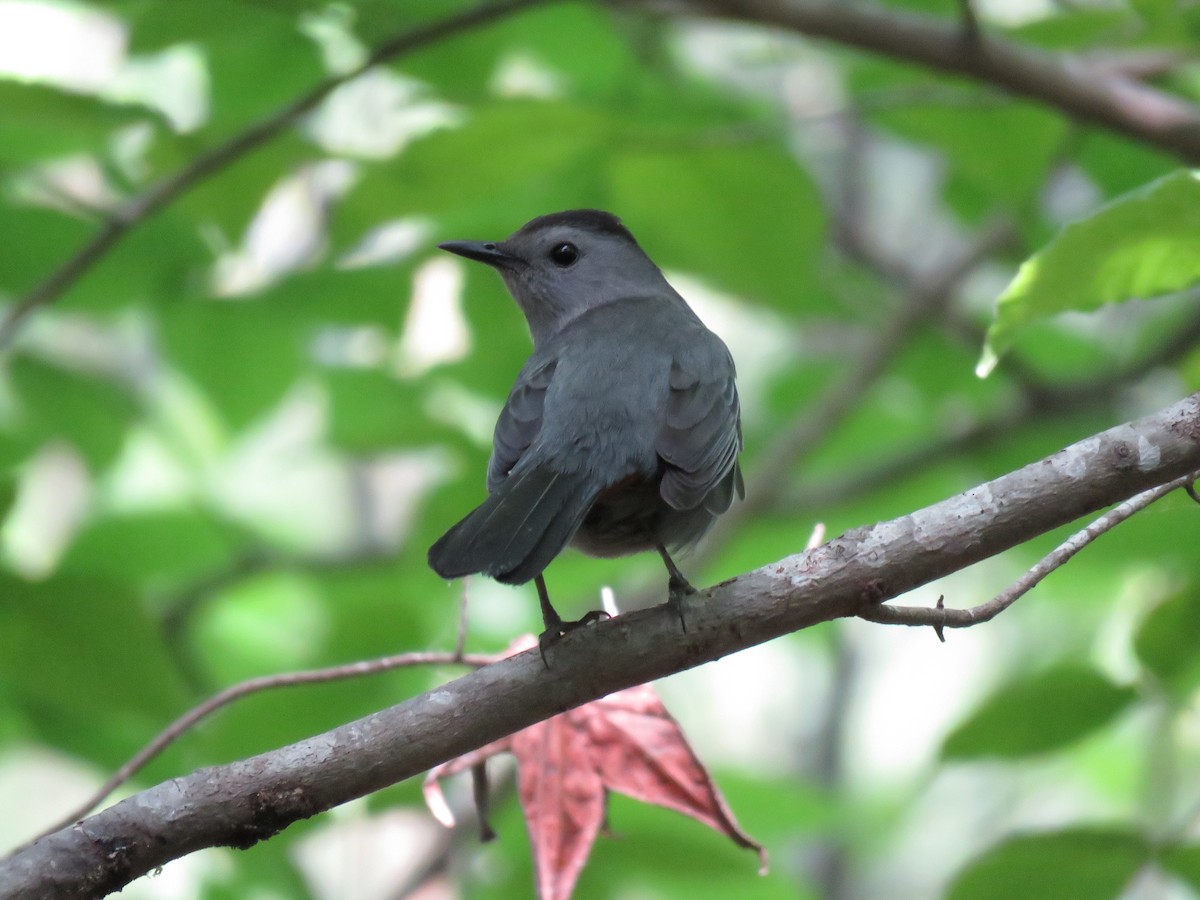 Gray Catbird - ML99397601
