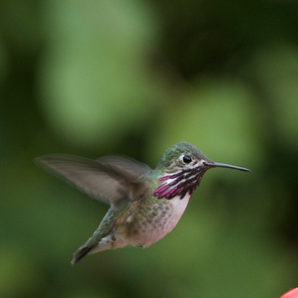 Calliope Hummingbird - ML99397981