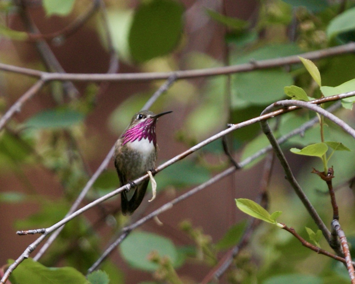 Colibrí Calíope - ML99397991