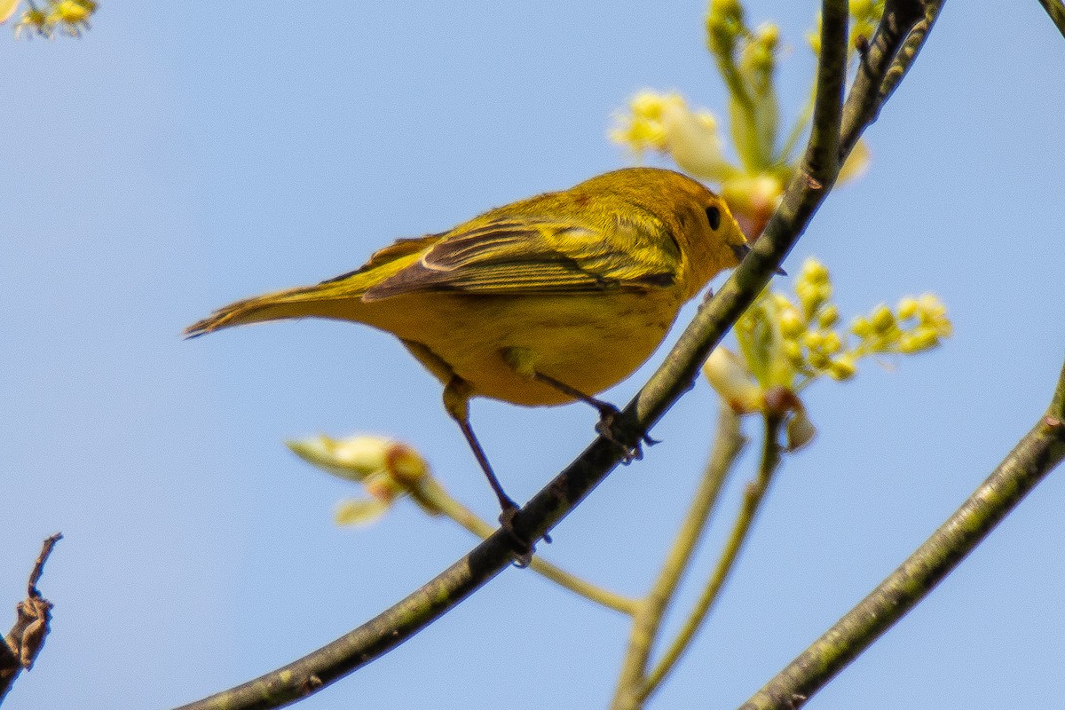 Northern Yellow x Prairie Warbler (hybrid) - ML99399421