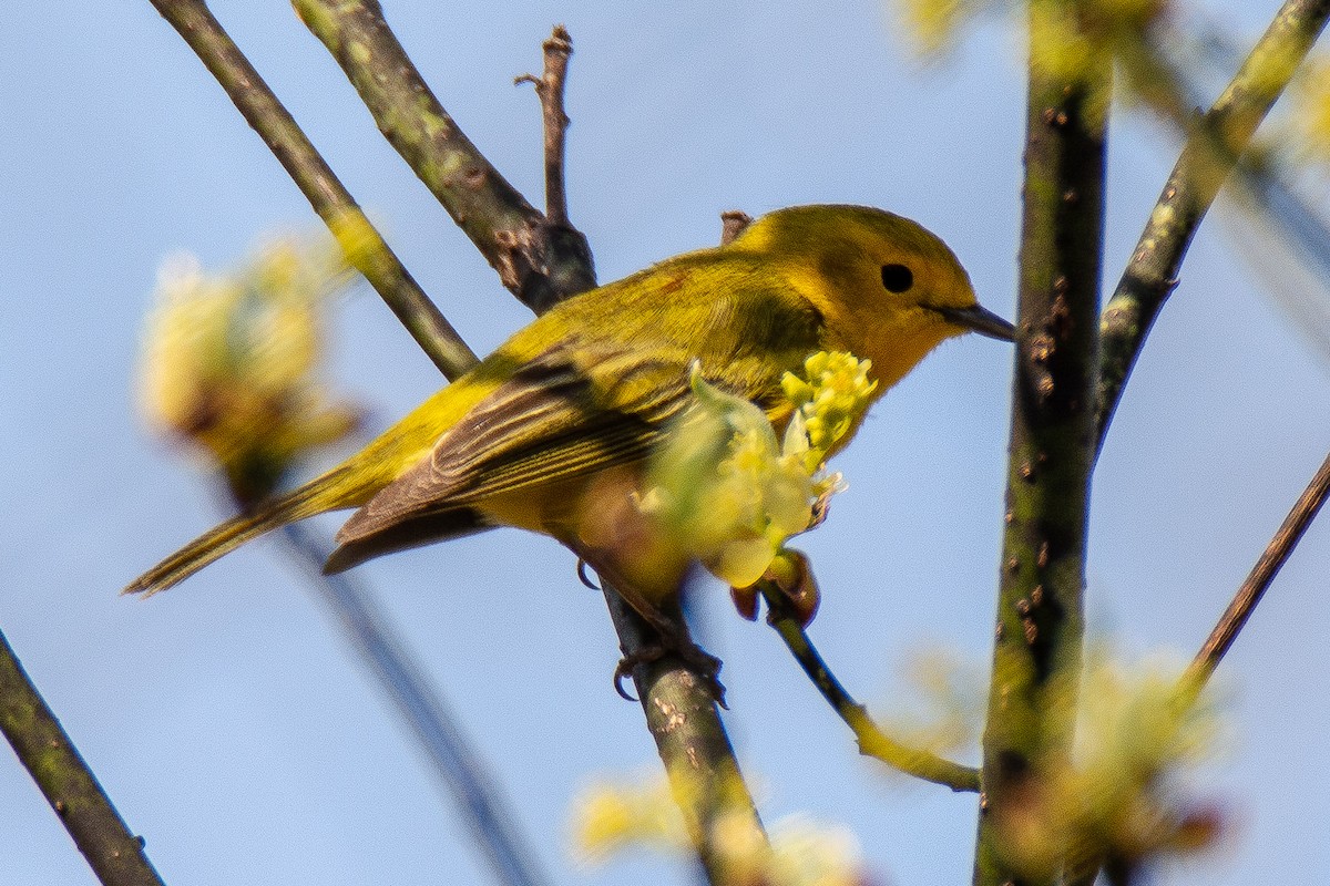 Northern Yellow x Prairie Warbler (hybrid) - ML99399541