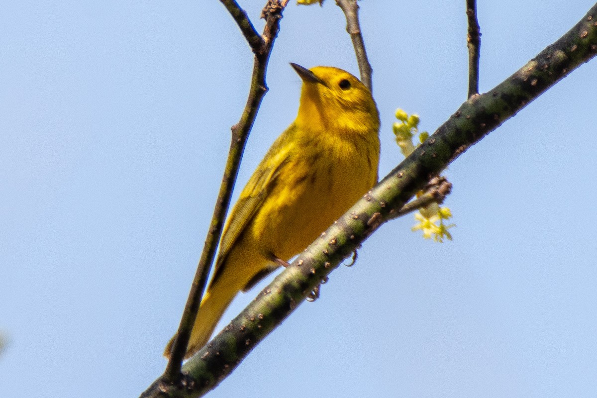 Northern Yellow x Prairie Warbler (hybrid) - ML99399601
