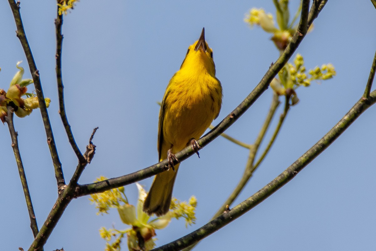 Northern Yellow x Prairie Warbler (hybrid) - ML99399651