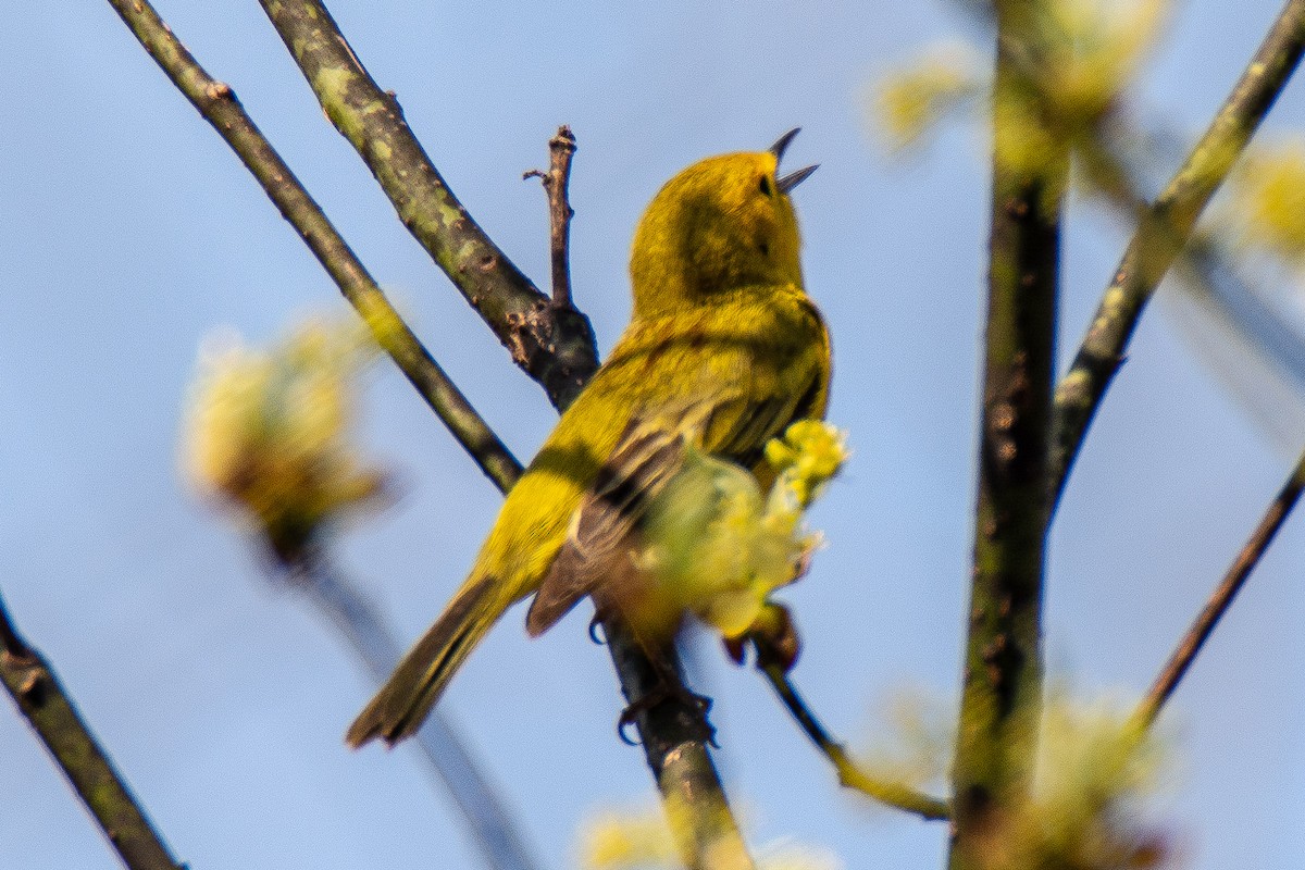 Northern Yellow x Prairie Warbler (hybrid) - ML99399721