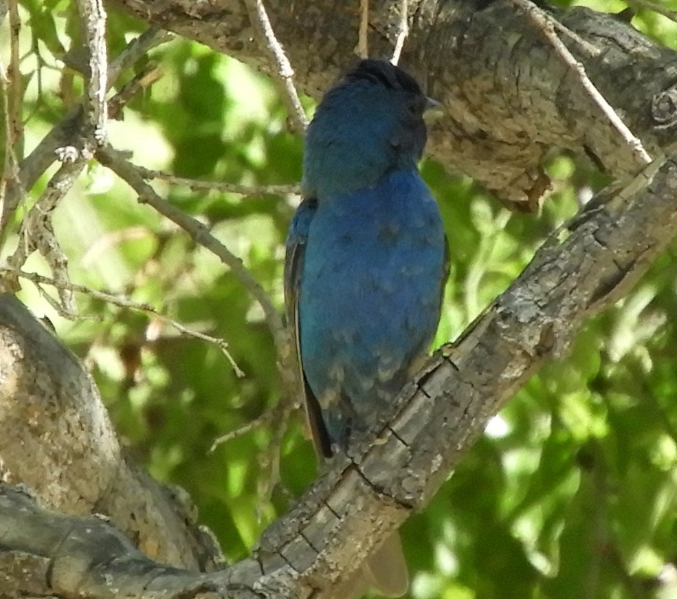 Indigo Bunting - ML99399751