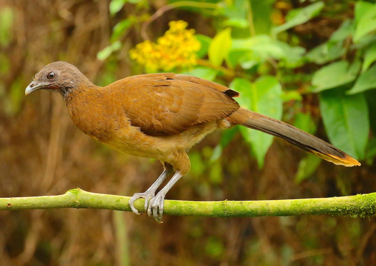 Chachalaca Cabecigrís - ML99399891