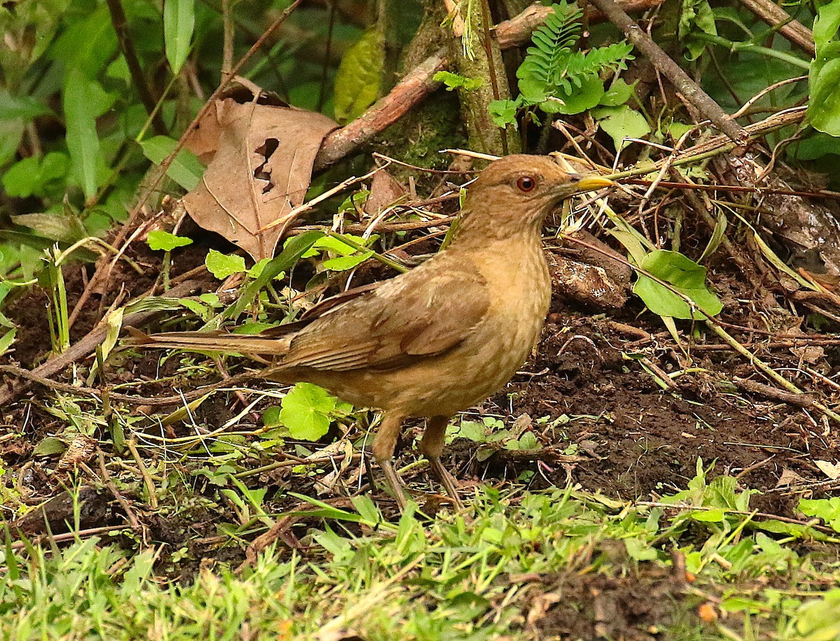 Clay-colored Thrush - ML99399971