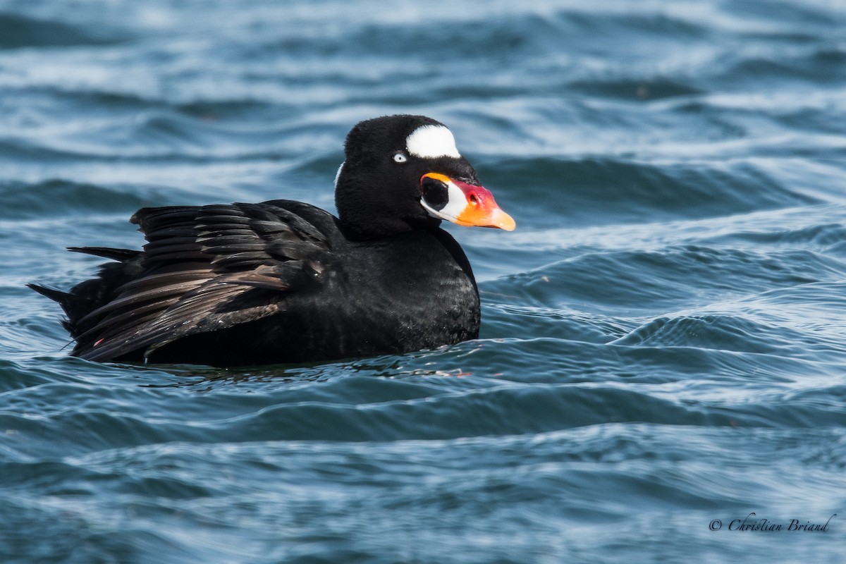 Surf Scoter - ML99400571