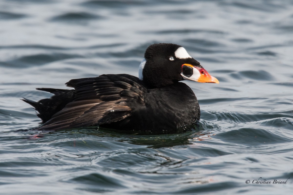 Surf Scoter - ML99400591