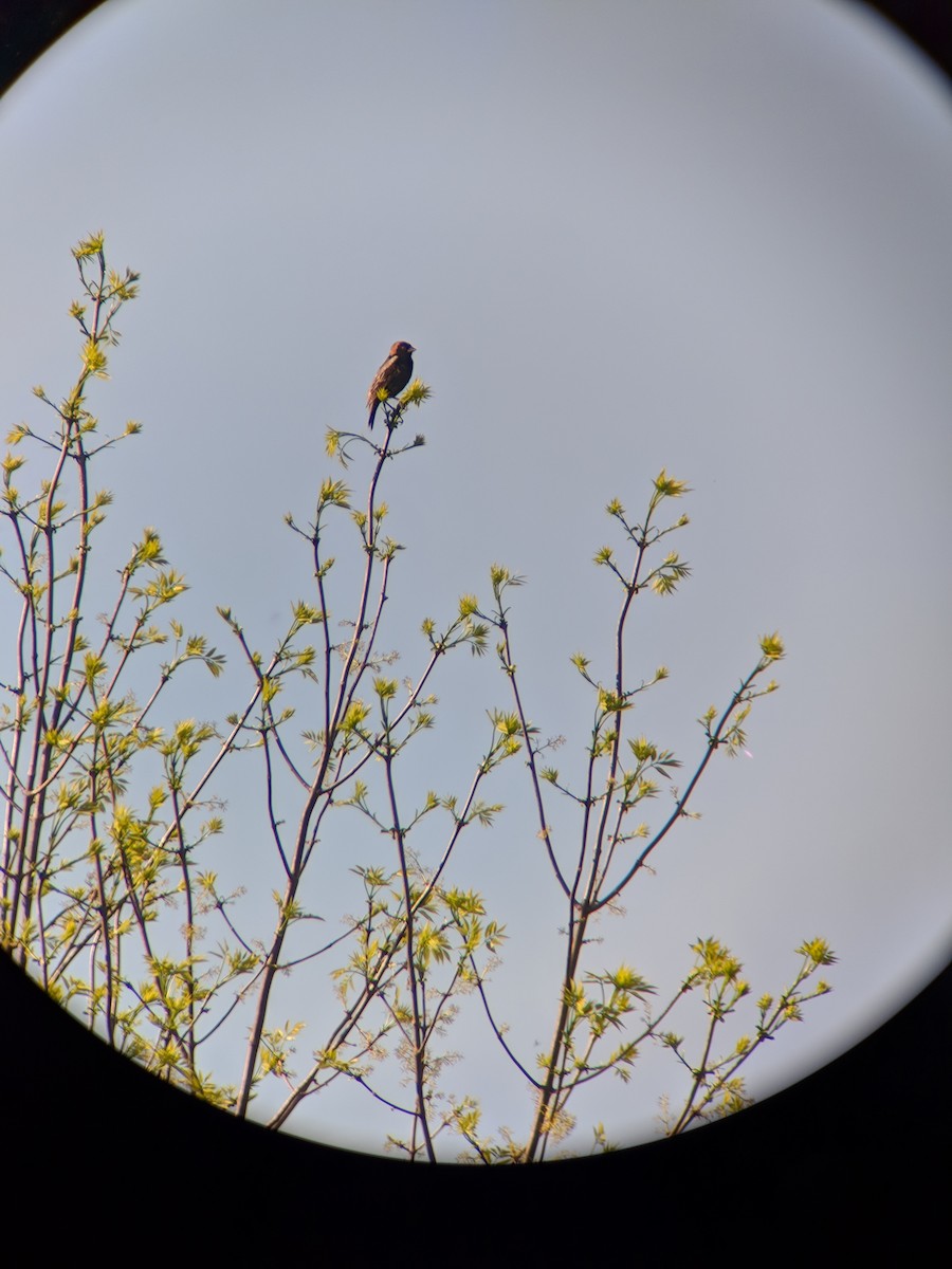 bobolink - ML99400851