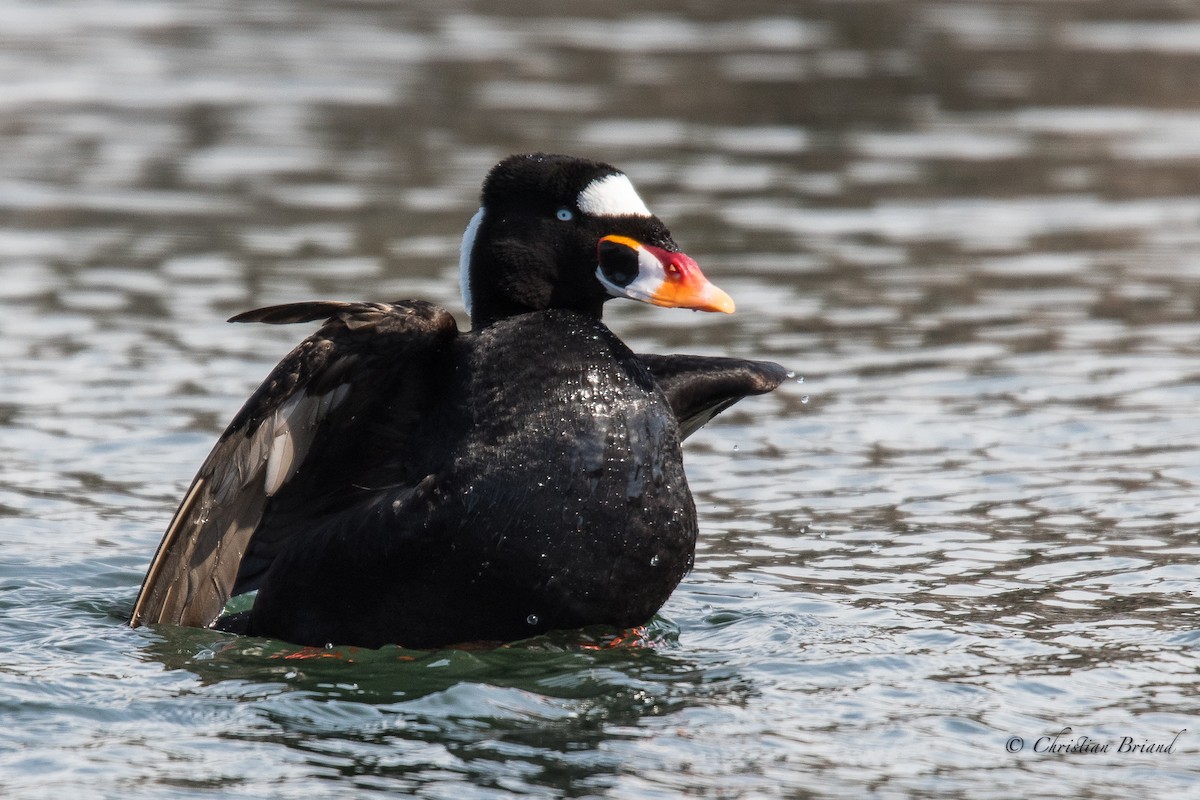 Surf Scoter - ML99401121