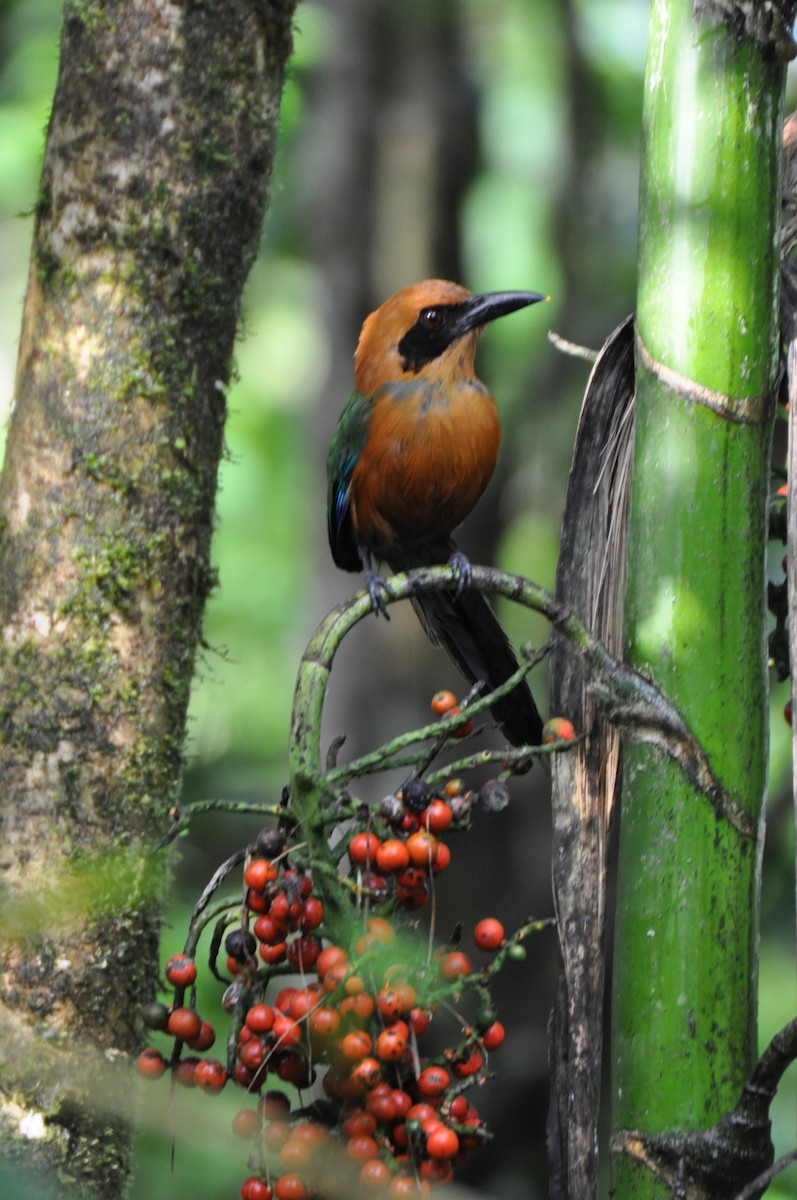 Rufous Motmot - ML99402881