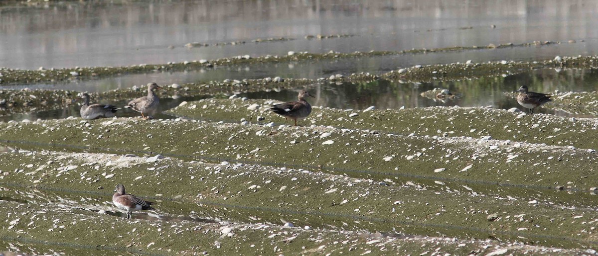 Gadwall - David Vander Pluym