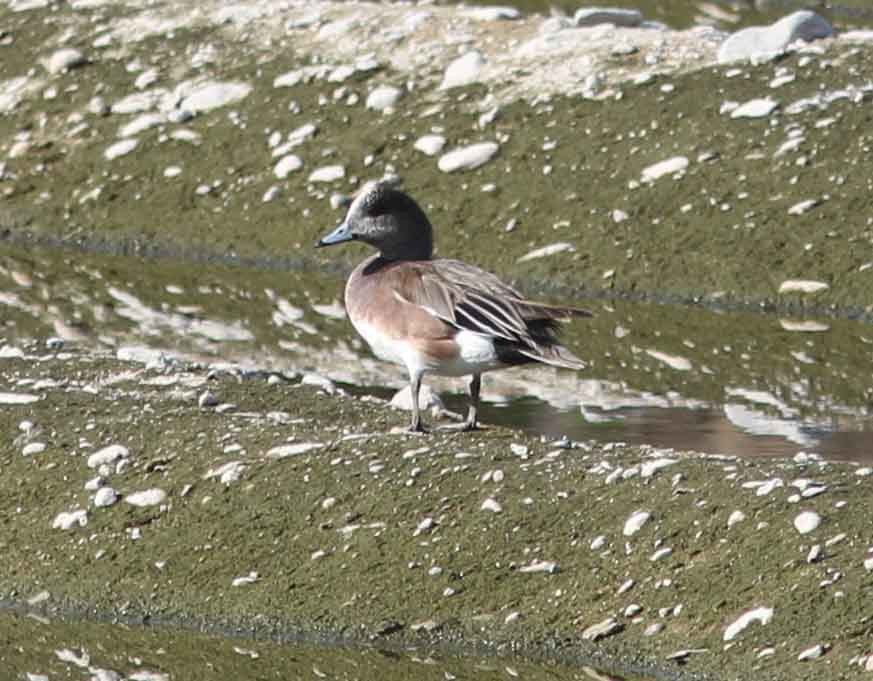 American Wigeon - David Vander Pluym