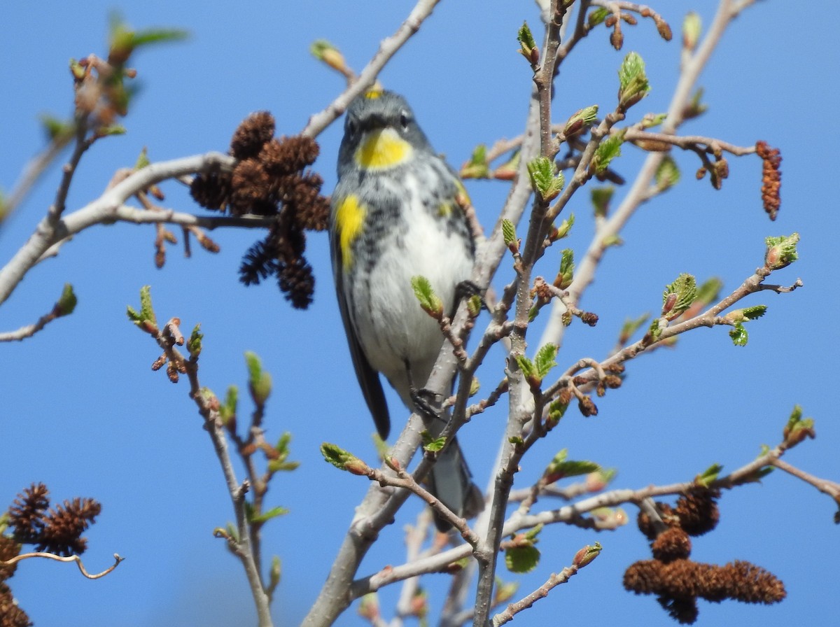 myrteparula (auduboni) (sitronstrupeparula) - ML99408401