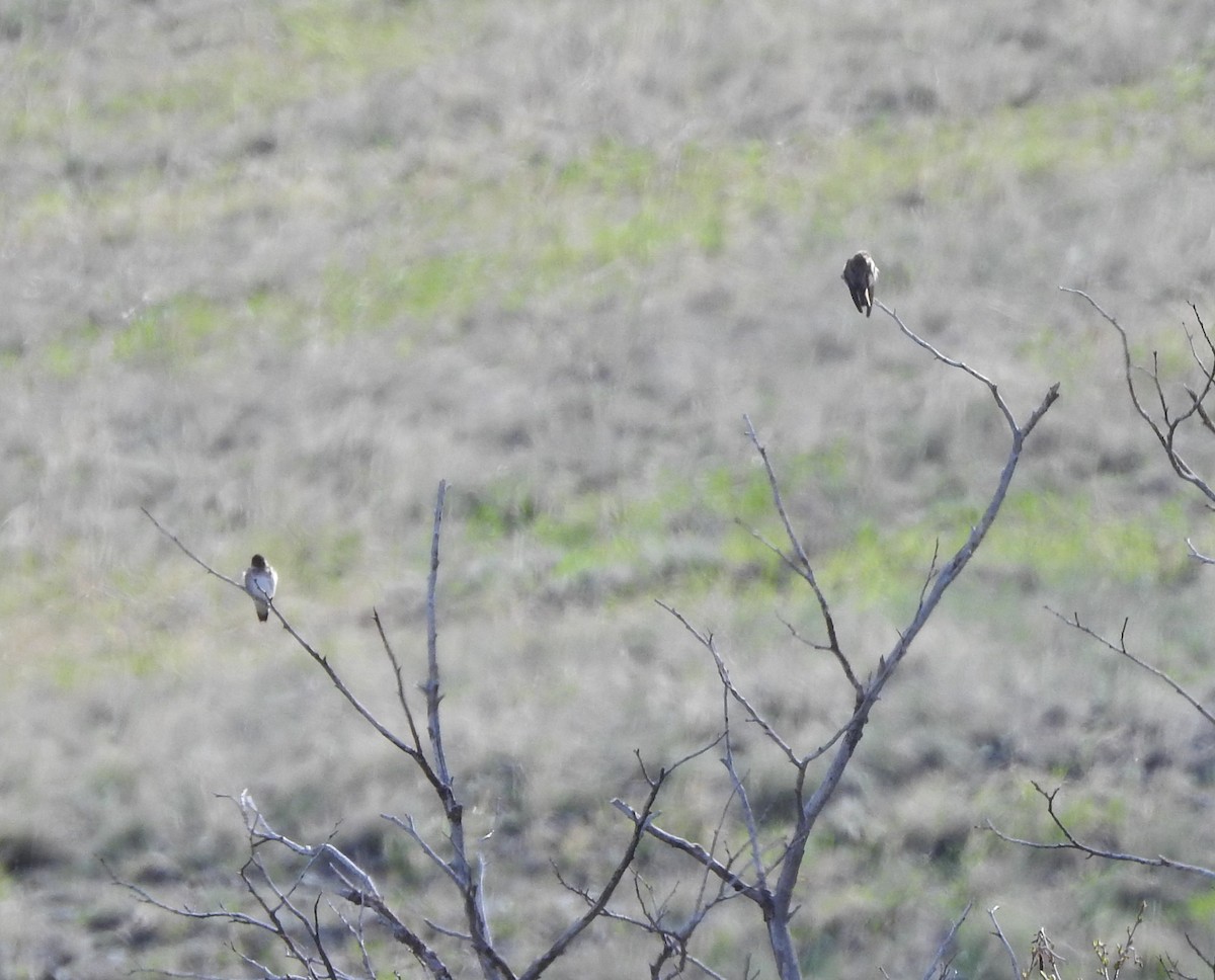 Northern Rough-winged Swallow - Shane Sater