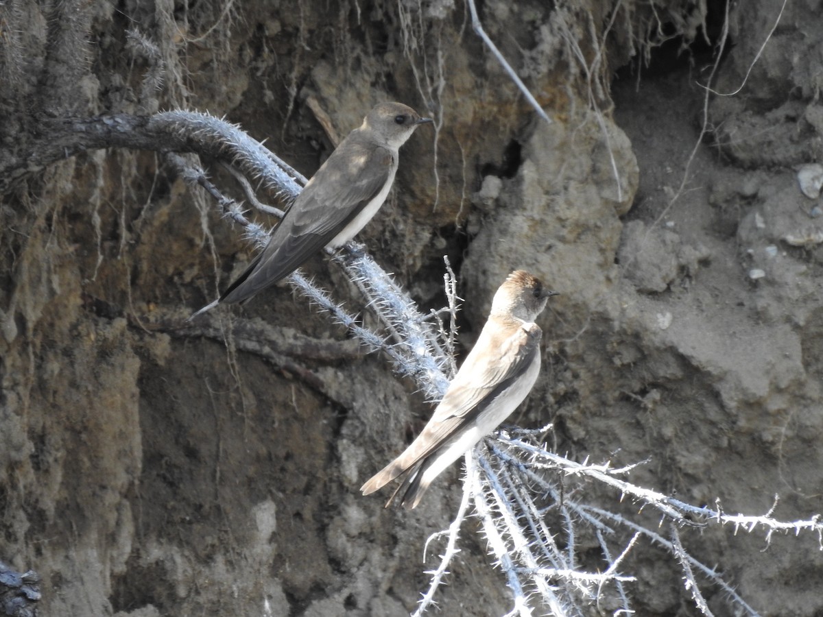 Northern Rough-winged Swallow - ML99409871